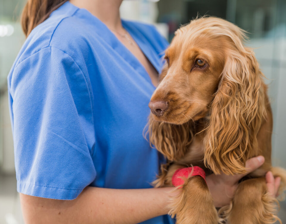 female veterinarian holding brown dog