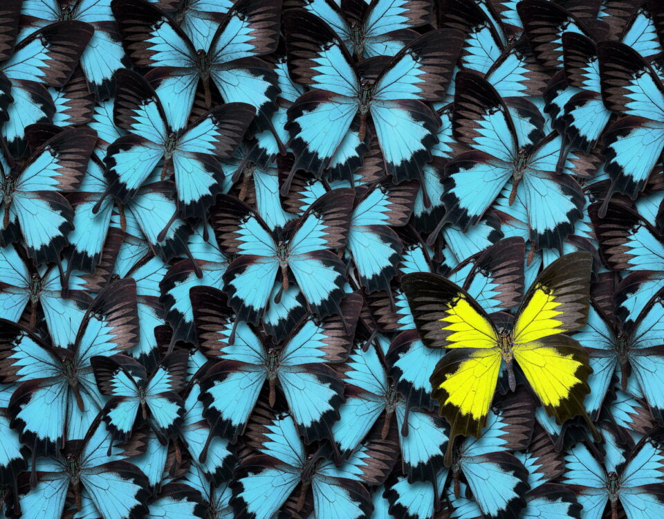 one-yellow-butterfly-blue-butterflies