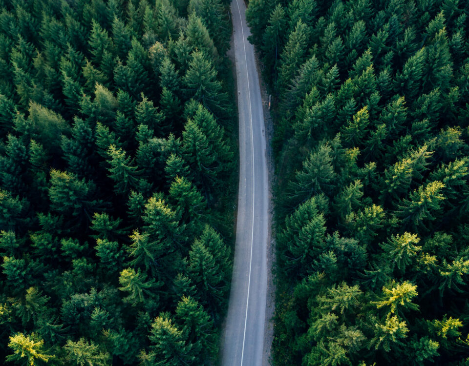 road through conifer green forest