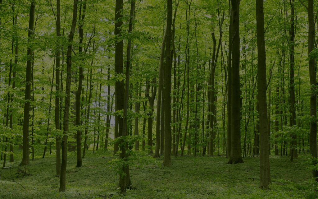 A large woods that shows green printing