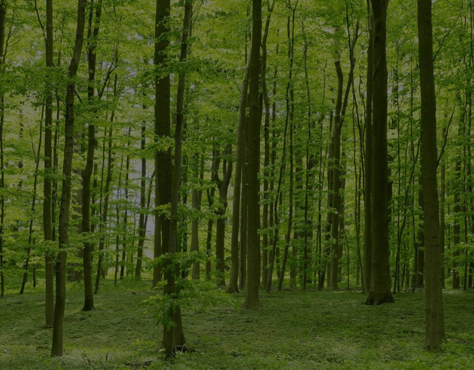 A large woods that shows green printing